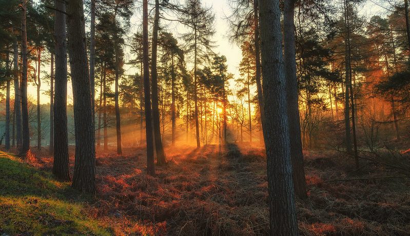  Cannock Chase
