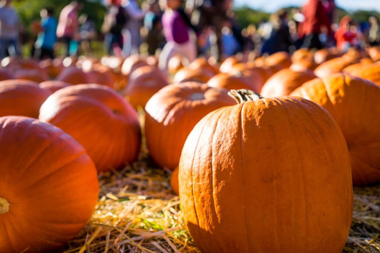 Pumpkins during Autumn 