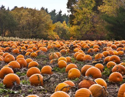 A field of pumpkins