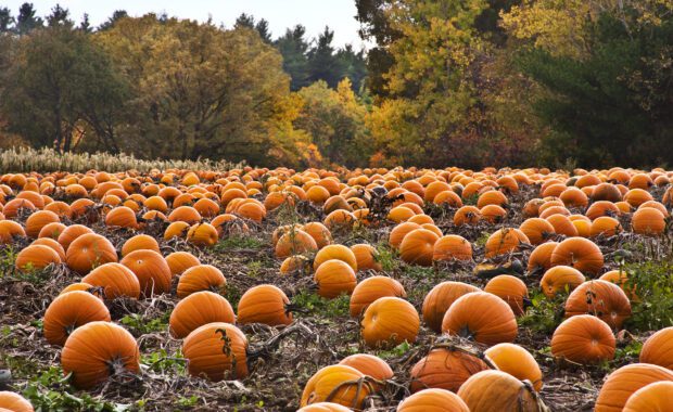 A field of pumpkins