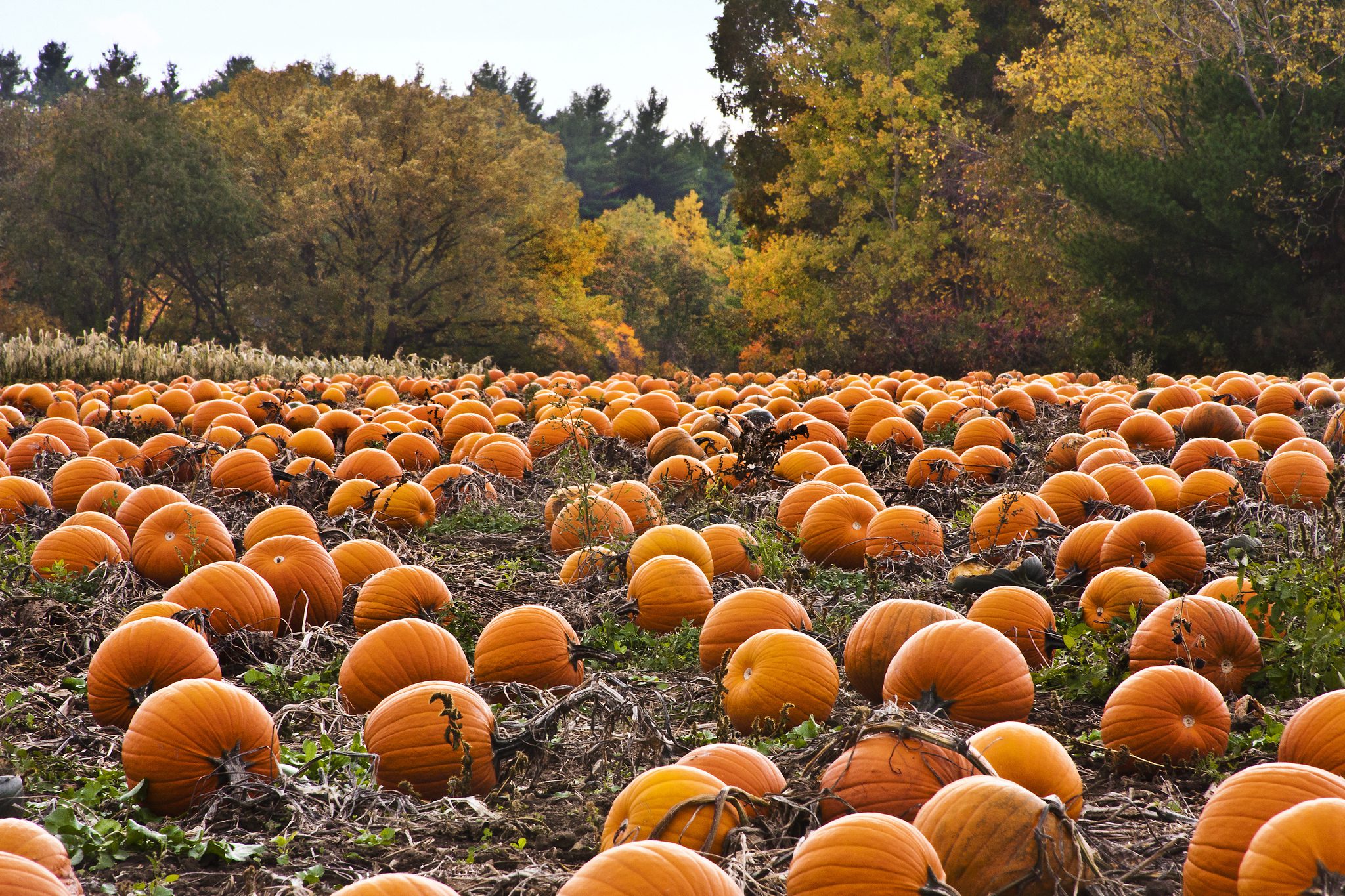 A field of pumpkins