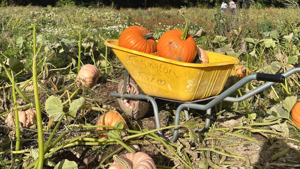  Pumpkin Picking This October Half Term in Birmingham