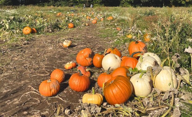things to do this October half term in Birmingham