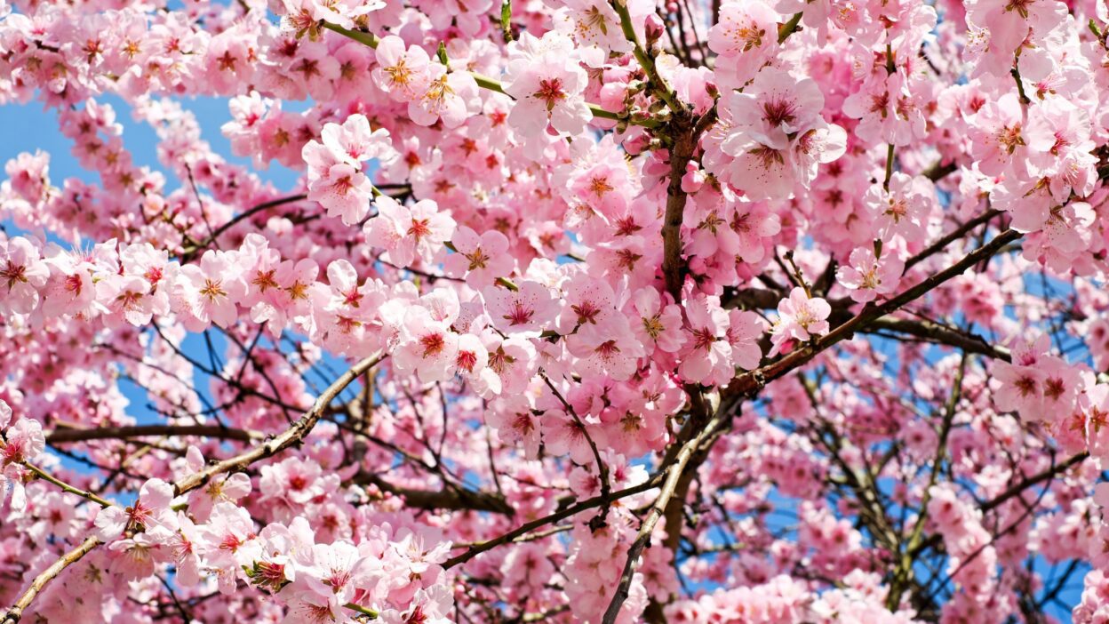 Free things to do in Birmingham This Spring: Free Cherry Blossom Concert to attend in Oozells Sqaure, Birmingham.