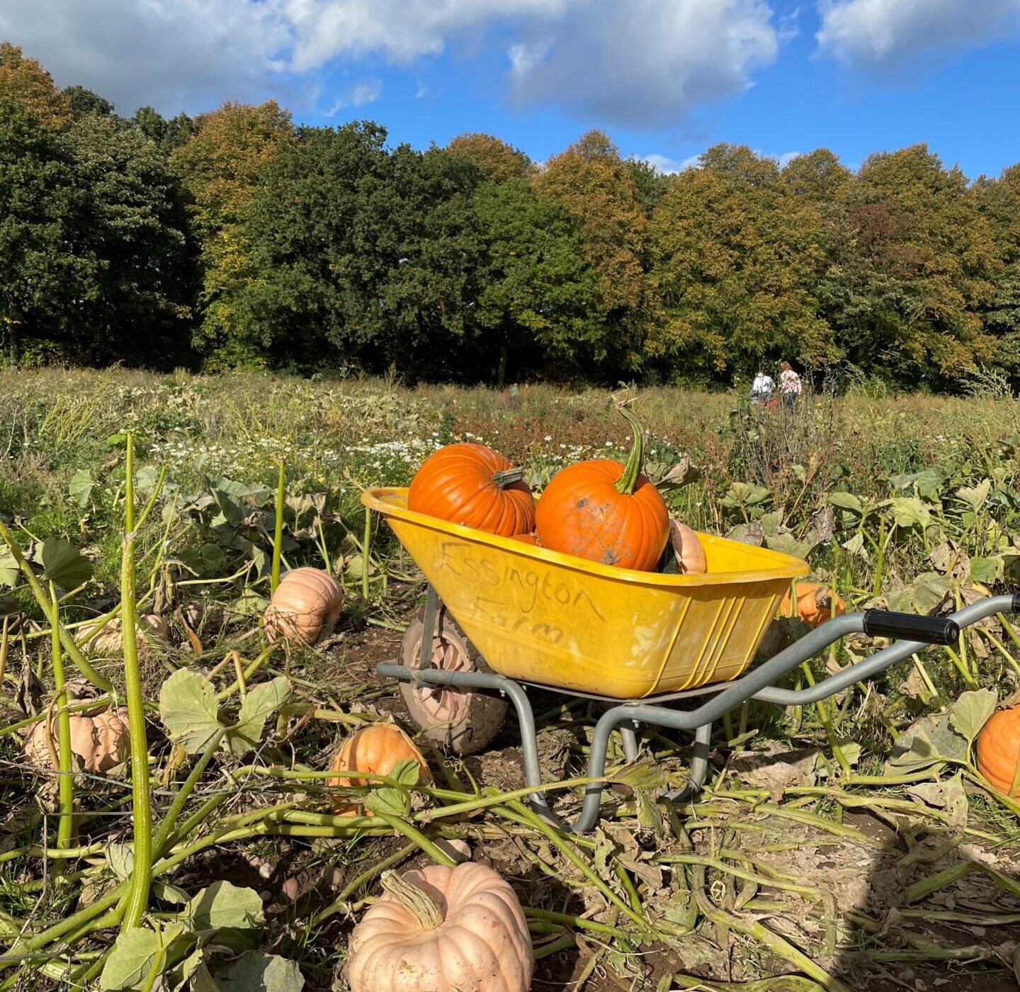 A yellow wheelbarrow containing two orange pumpkins in a pumpkin patch field with other pumpkins dotted about ready to pick.