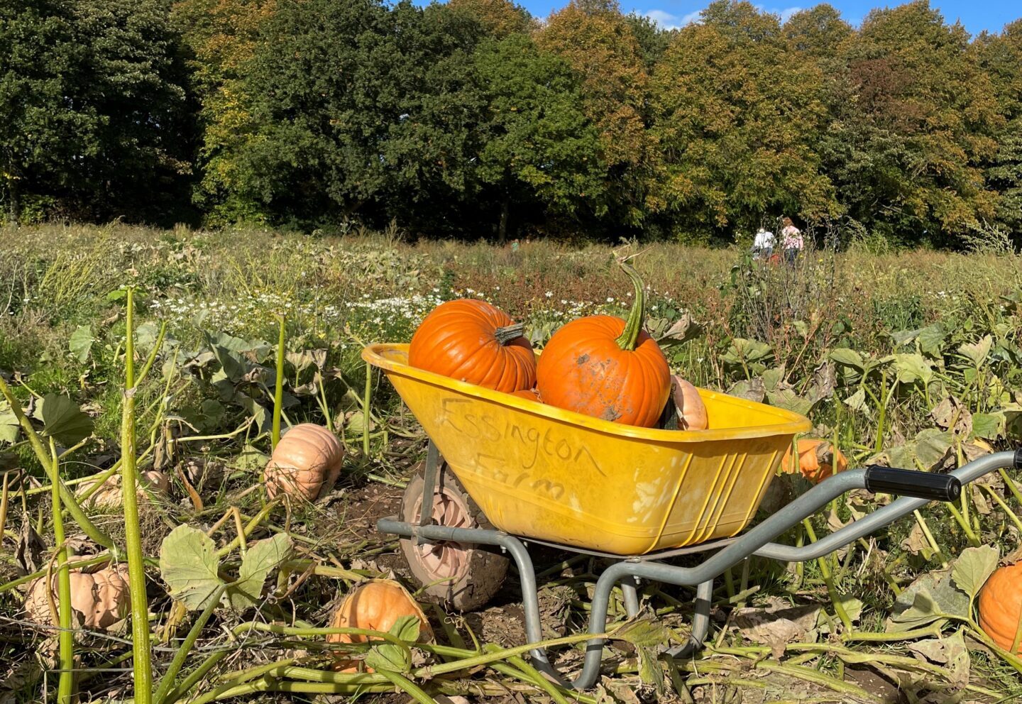 A yellow wheelbarrow containing two orange pumpkins in a pumpkin patch field with other pumpkins dotted about ready to pick.