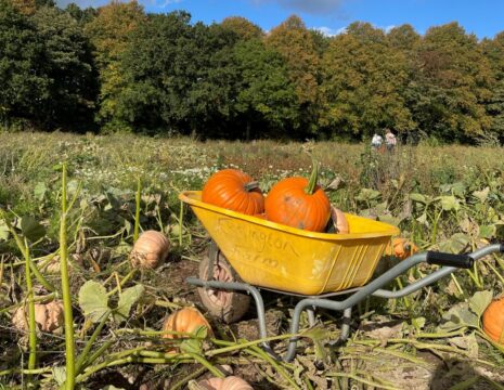 A yellow wheelbarrow containing two orange pumpkins in a pumpkin patch field with other pumpkins dotted about ready to pick.
