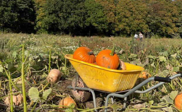 A yellow wheelbarrow containing two orange pumpkins in a pumpkin patch field with other pumpkins dotted about ready to pick.