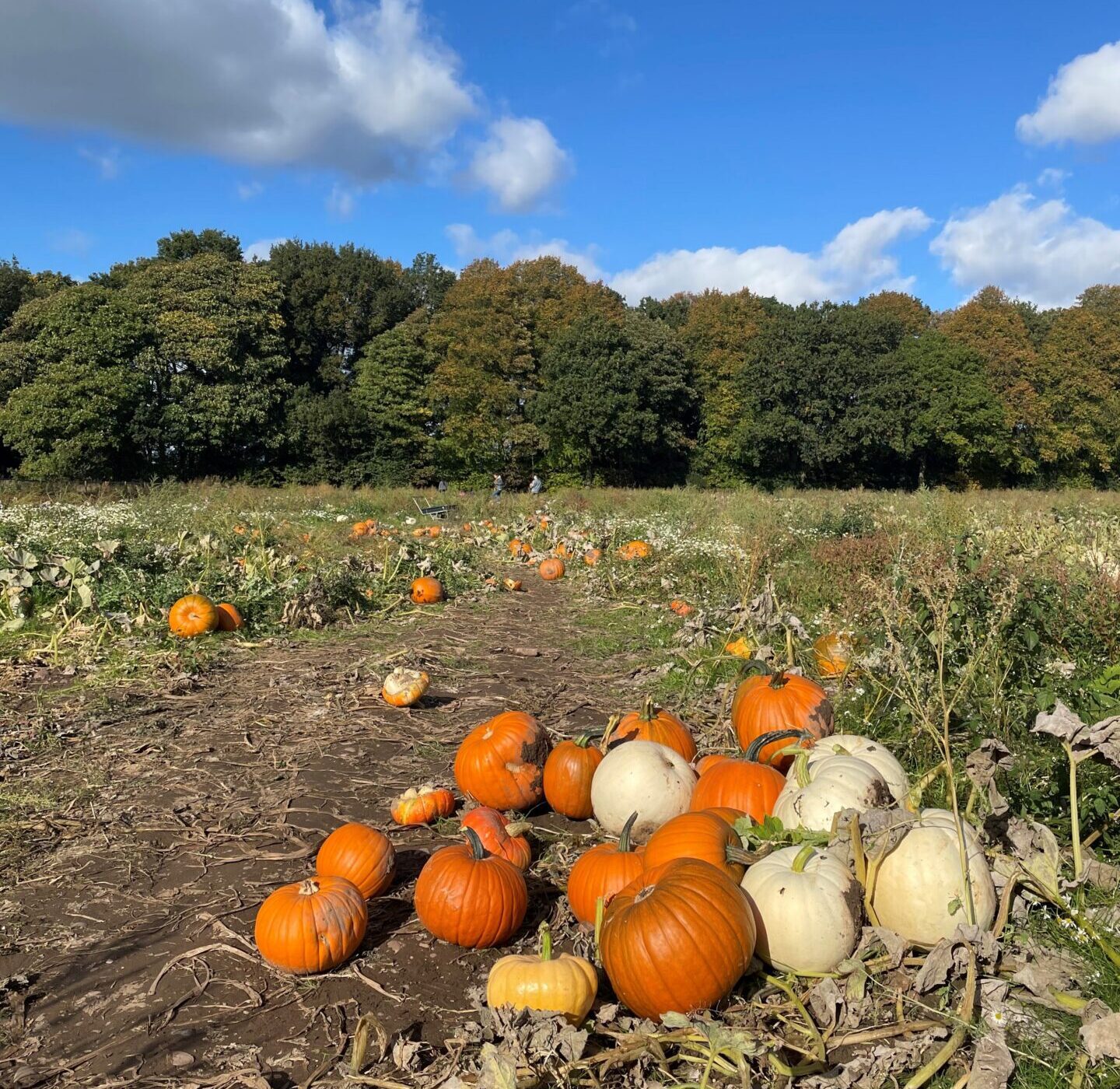 A pumpkin patch picking field with a mound of orange and white pumpkins in a heap in the bottom right corner.