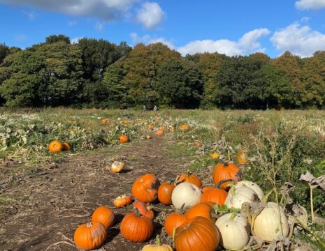 A pumpkin patch picking field with a mound of orange and white pumpkins in a heap in the bottom right corner.