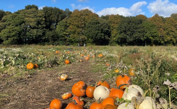 A pumpkin patch picking field with a mound of orange and white pumpkins in a heap in the bottom right corner.